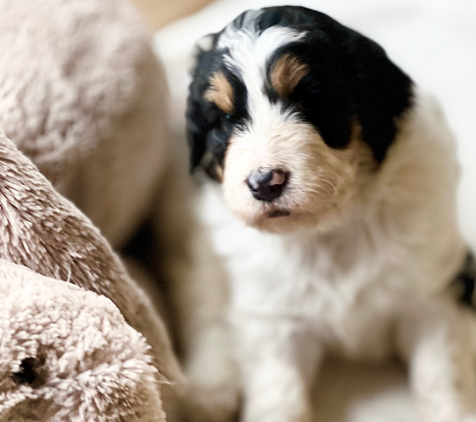 Available Standard Multigen Black Tri Parti Male Bernedoodle Puppy