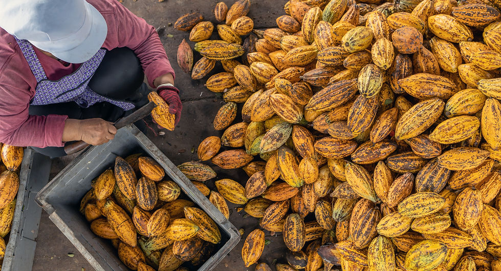 envato_K82QMES (2).jpg