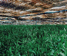 Screenshot 2025-05-02 at 12.28_edited.jpg