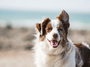 Die 6 wichtigsten Grundkommandos für deinen Hund – und wie du sie richtig trainierst