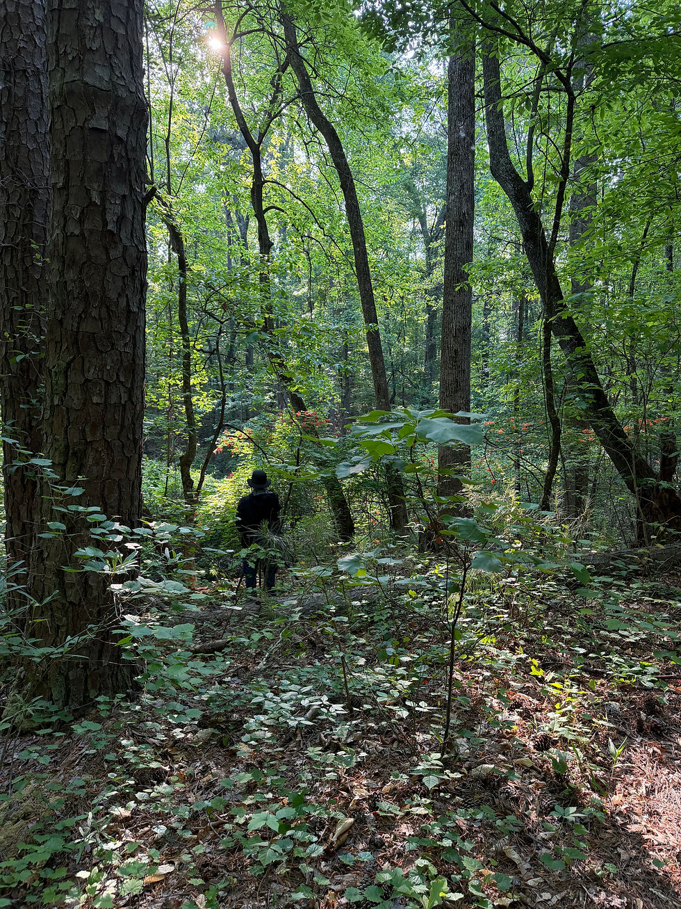 May Forest Therapy Walk