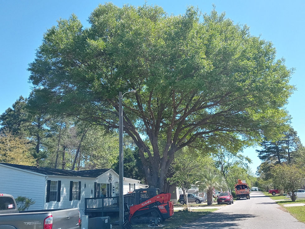 Why Hiring a Professional Tree Service for Your Myrtle Beach Property before Hurricane Season is the Smart Choice for You