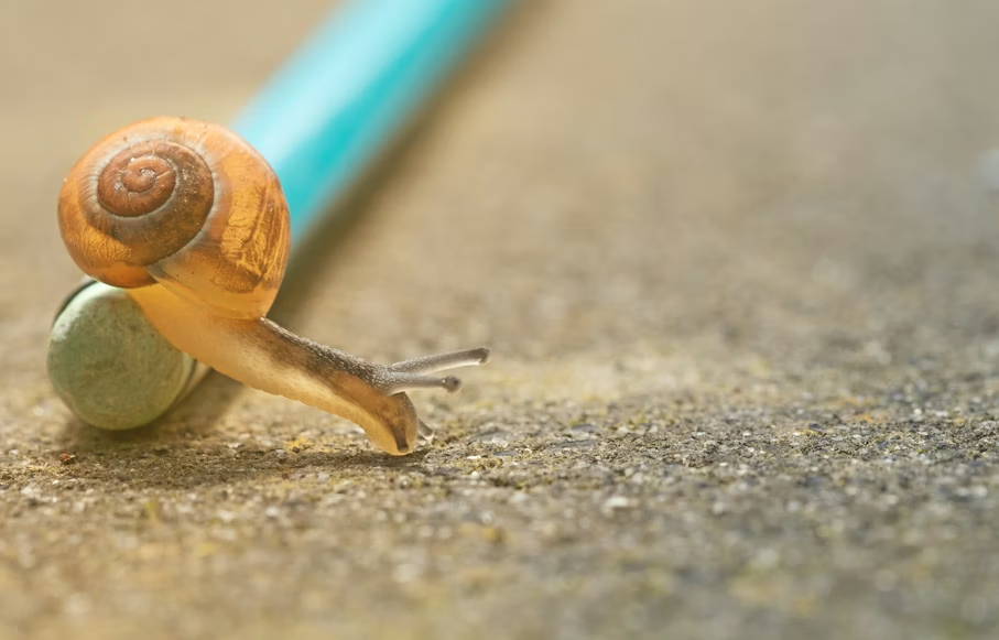 Snail with a shell crawls over a blue pencil on a textured surface, highlighting its delicate details in warm light. Minimalist setting.