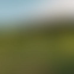 Deep Roots and High Hopes: A Vineyard Update as Harvest Nears