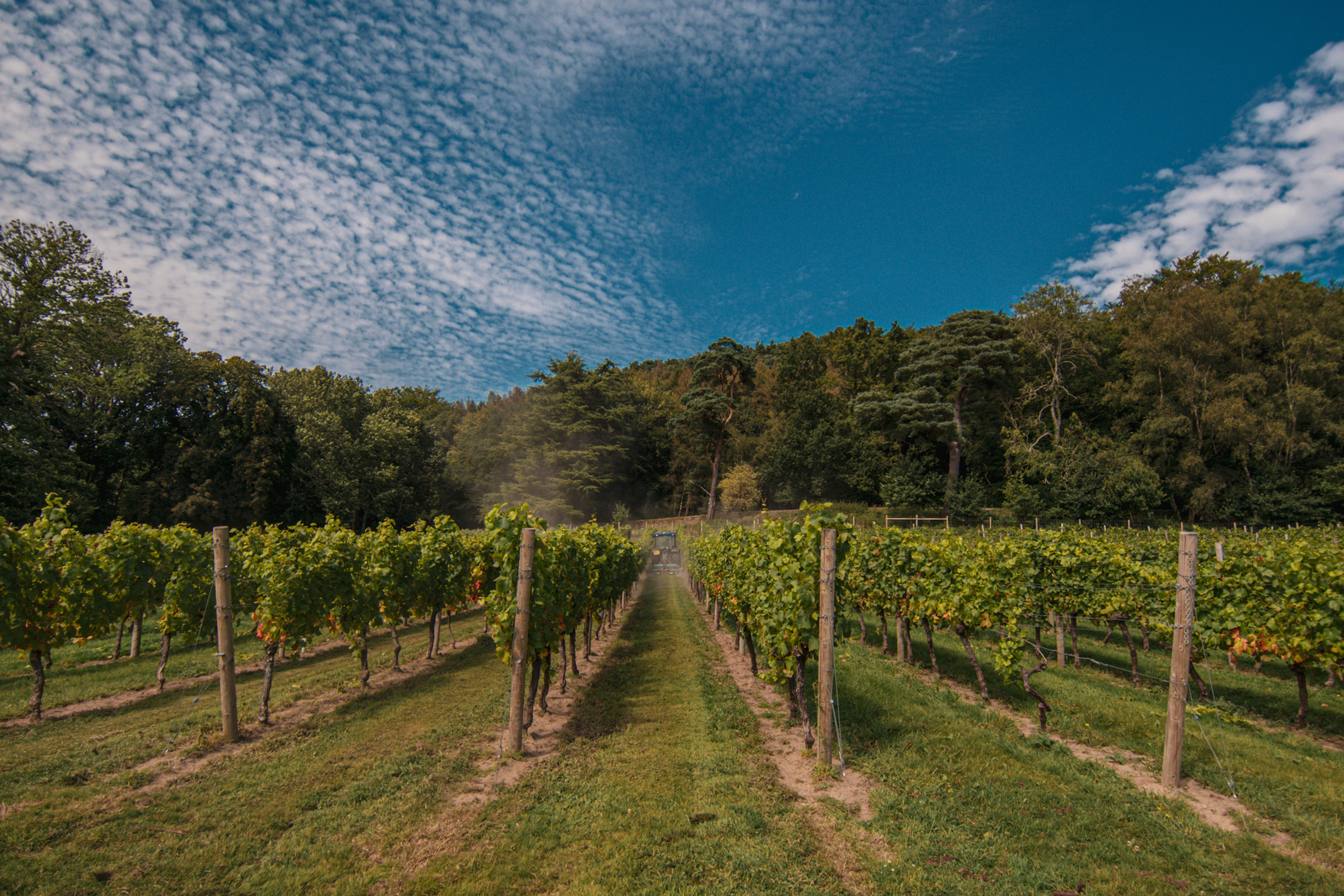 The Weyborne Estate vineyard, South Downs