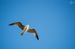 Fly