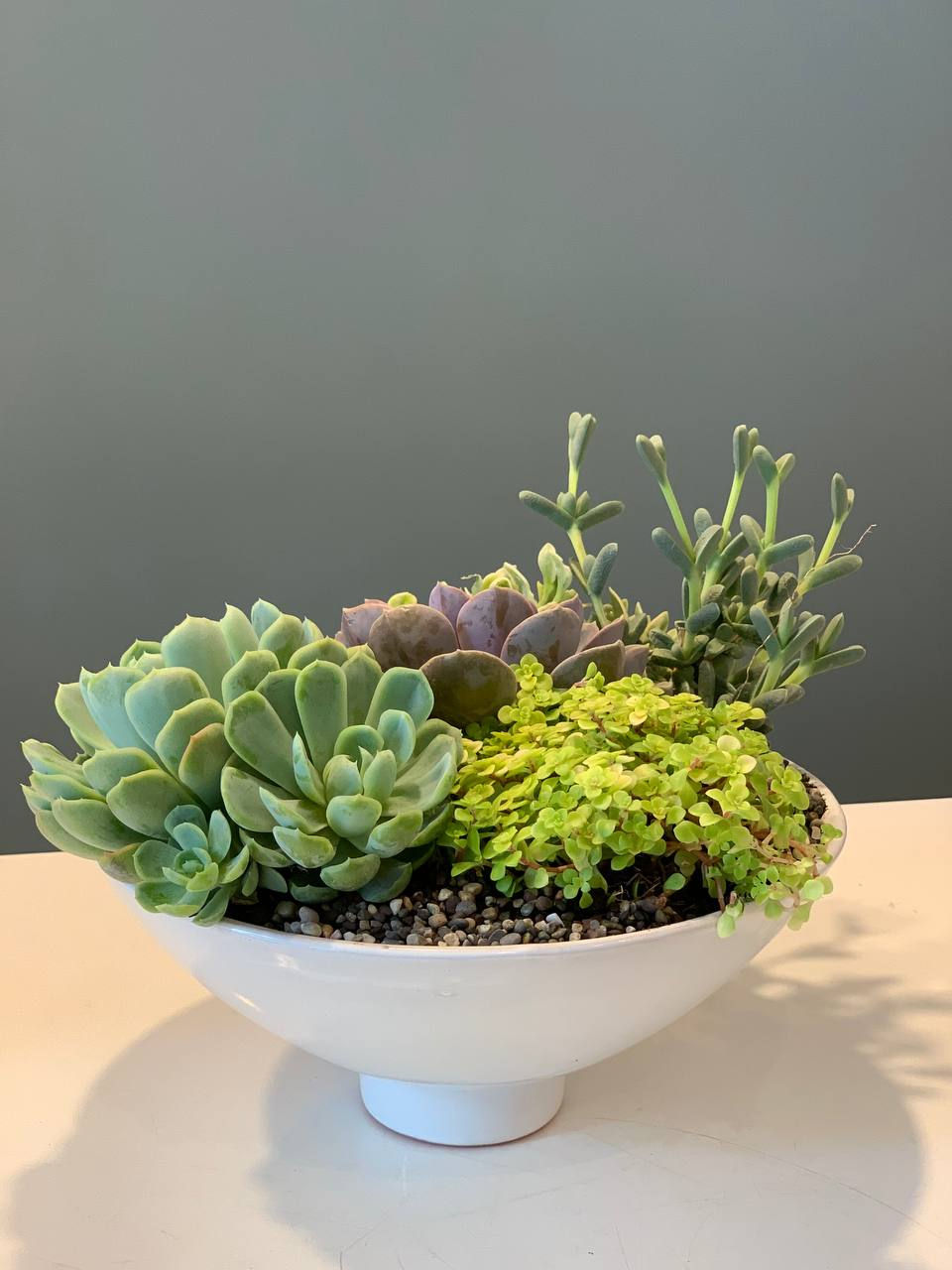Miniatura: Terrario japonés de suculentas