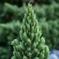 cypress plant.jpg