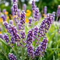 lavendar flower.jpg