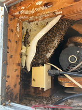 bee hive removal in Santa Clarita spa