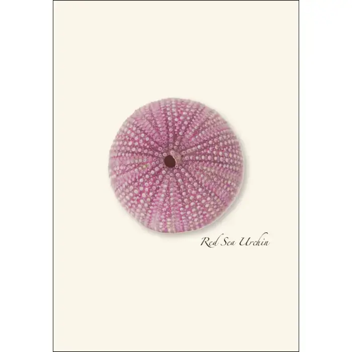 Thumbnail: Sea Urchin Assortment