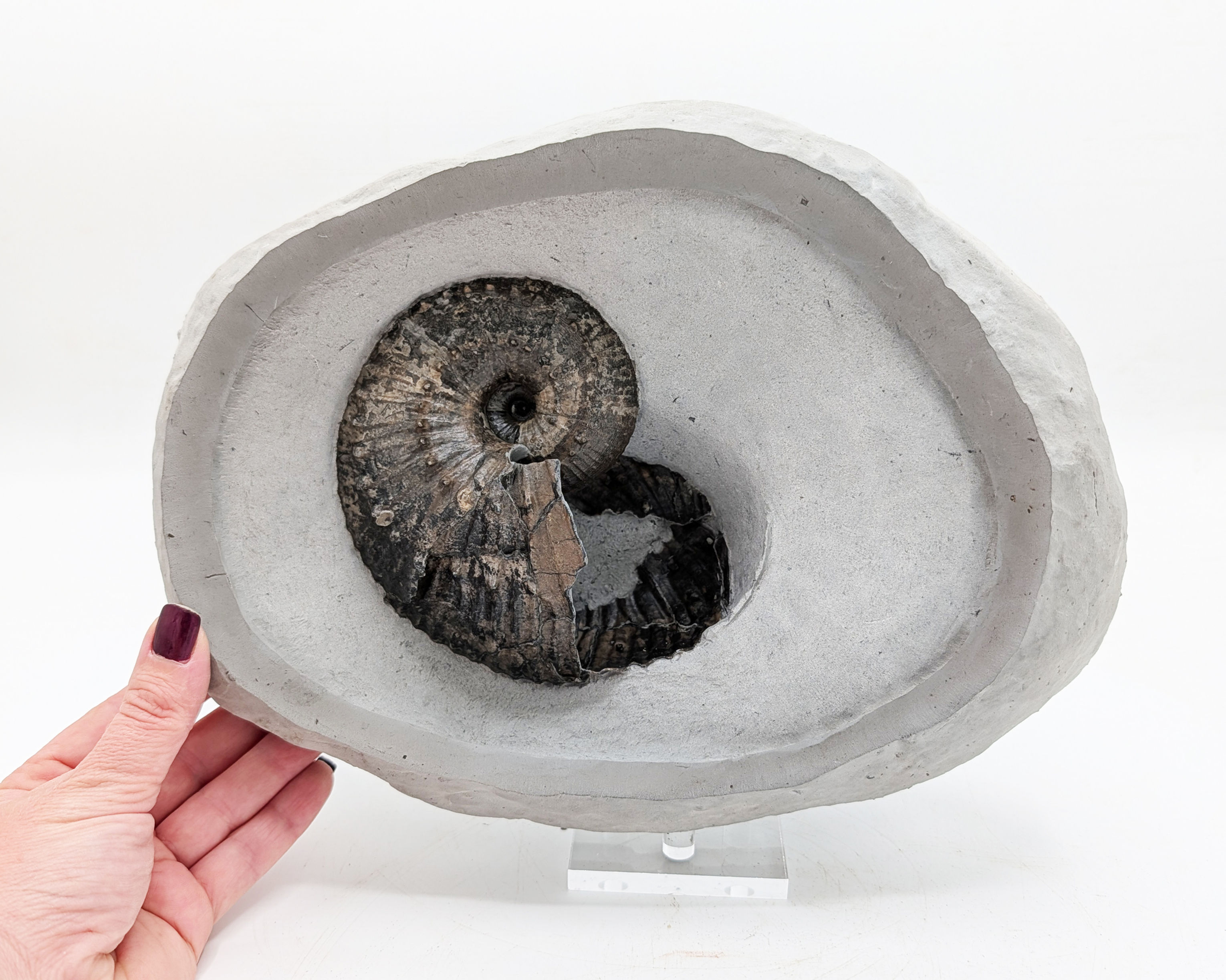 11 cm Becheiceras bechei ammonite - Charmouth Beach, Jurassic coast