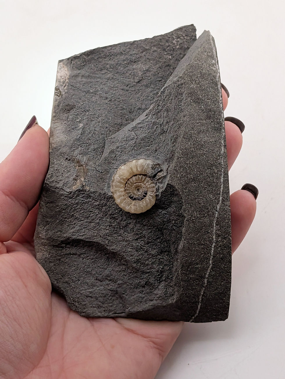 Thumbnail: 20 mm translucent Xipheroceras sp. ammonite - Charmouth Beach, Jurassic