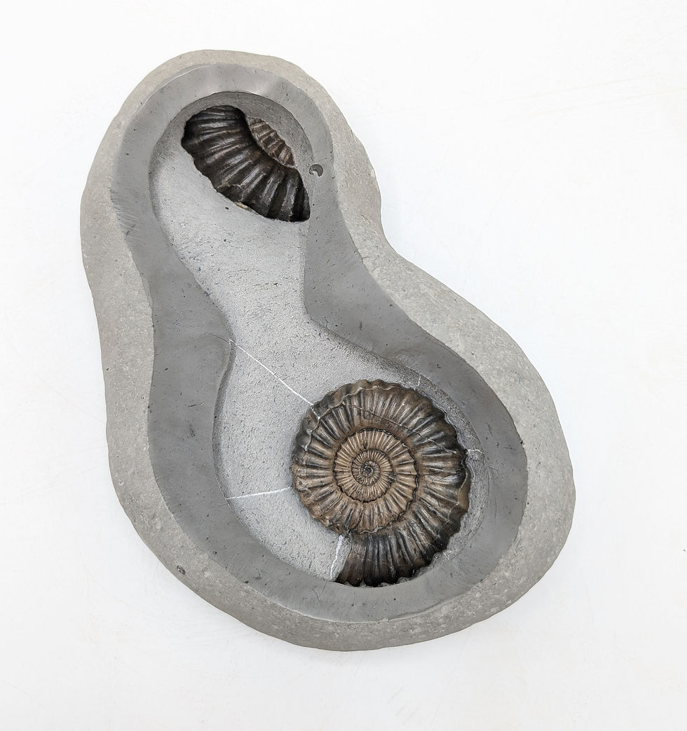 Thumbnail: 7 cm Androgynoceras Lataecosta ammonite - Charmouth Beach, Jurassic coast