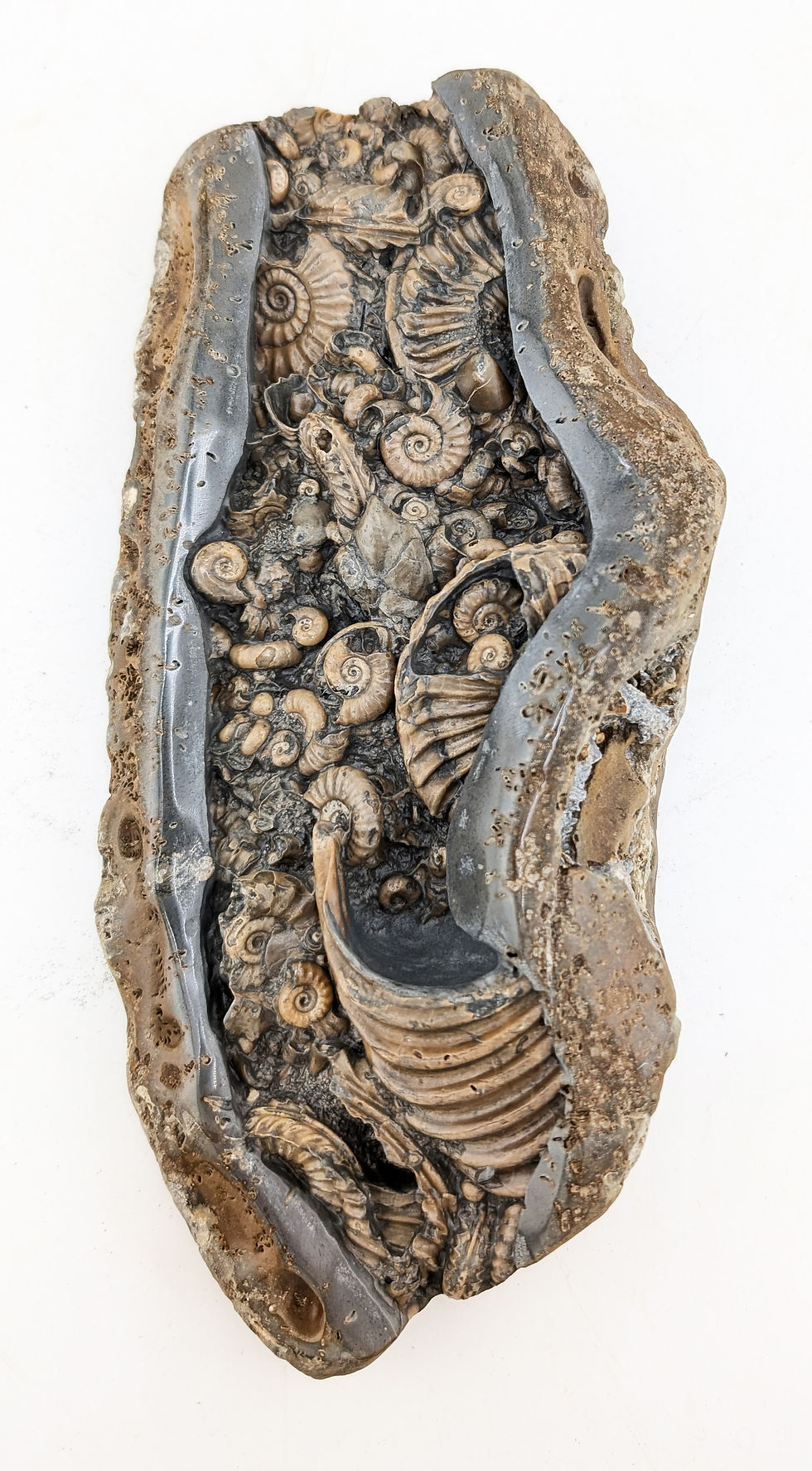 Thumbnail: 21 cm Multi ammonite bed with Caenisites and others, from Charmouth