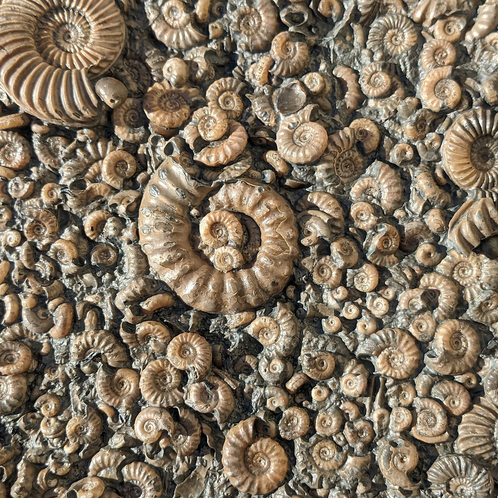 Thumbnail: Jurassic coast pillow case, Ammonite bed from Charmouth beach 45 x 45 cm