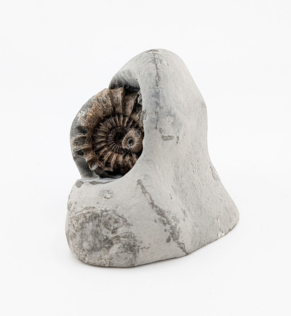 Thumbnail: 3.5 cm Oistoceras sp. ammonite - Charmouth Beach, Jurassic coast