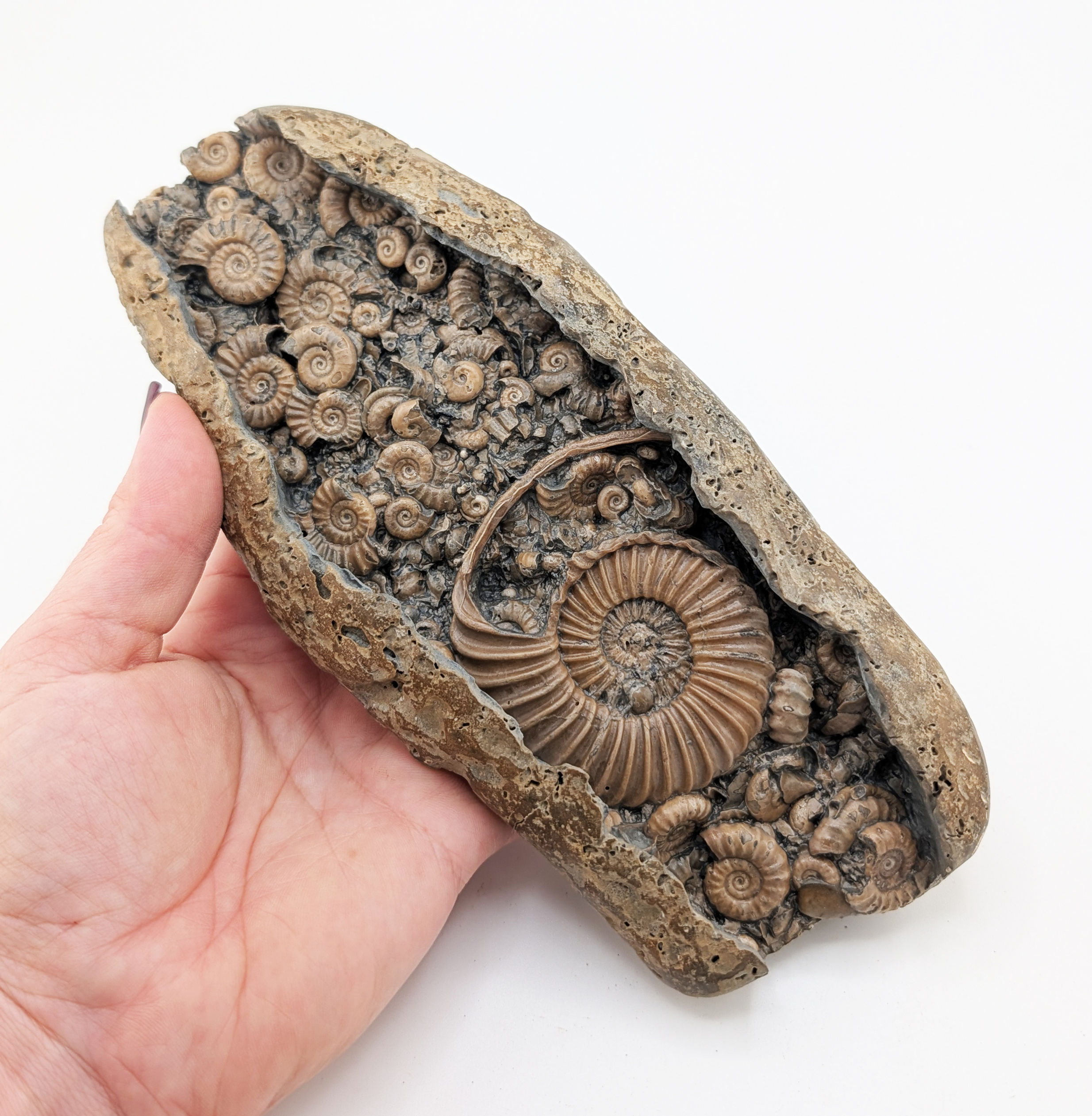 19 cm Multi ammonite bed with Caenisites and others, from Charmouth