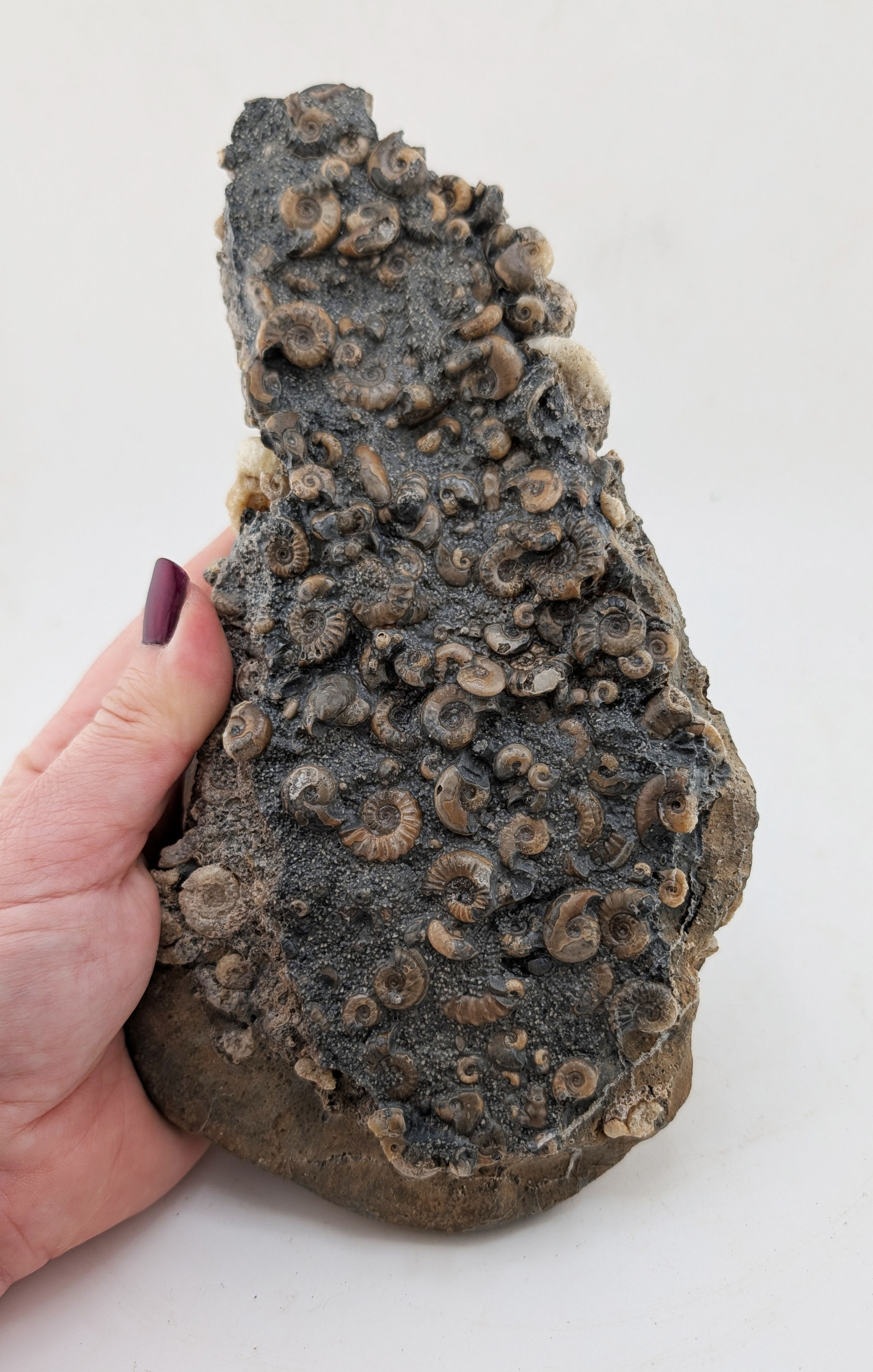 20 cm Multi ammonite bed with Promicroceras and others, from Charmouth