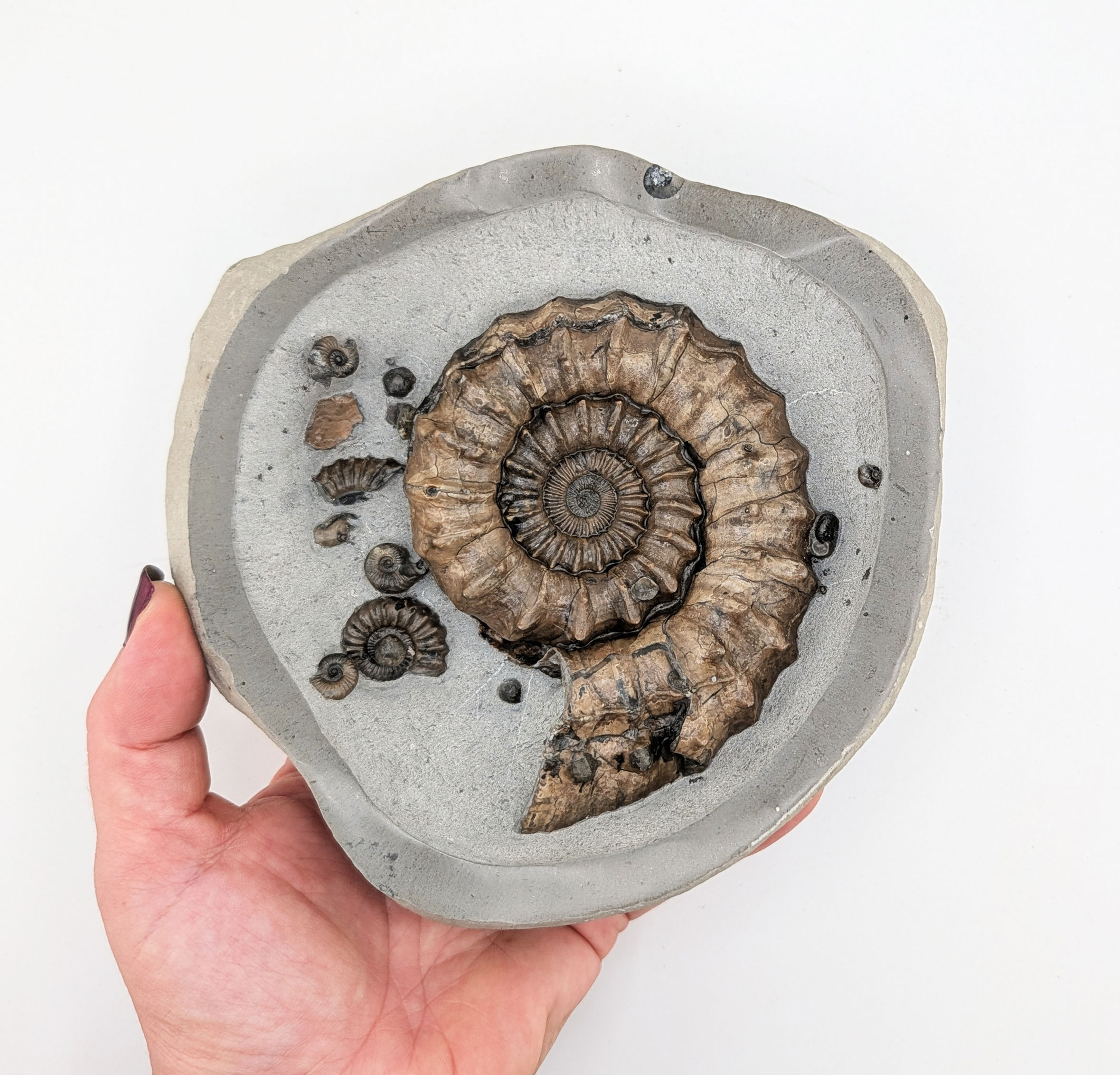 10 cm Oistoceras sp. ammonite - Charmouth Beach, Jurassic coast