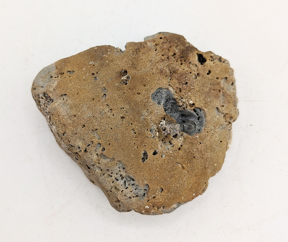 Thumbnail: 8 cm Multi ammonite bed with Promicroceras and others, from Charmouth