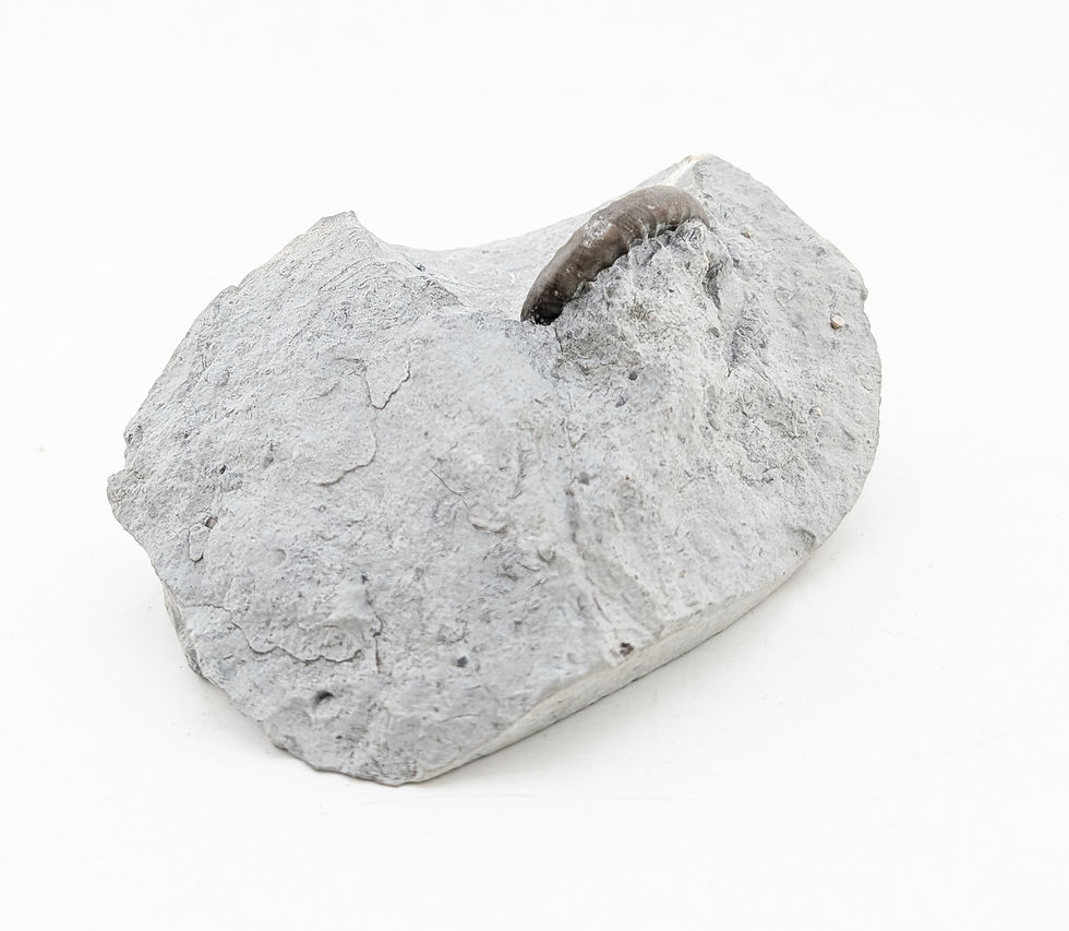 Thumbnail: 3 cm Vermiceras sp. from Lyme Regis