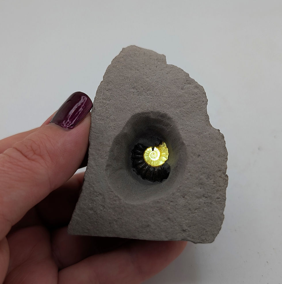 Thumbnail: 15 mm translucent Promicroceras sp. ammonite - Charmouth Beach, Jurassic coast