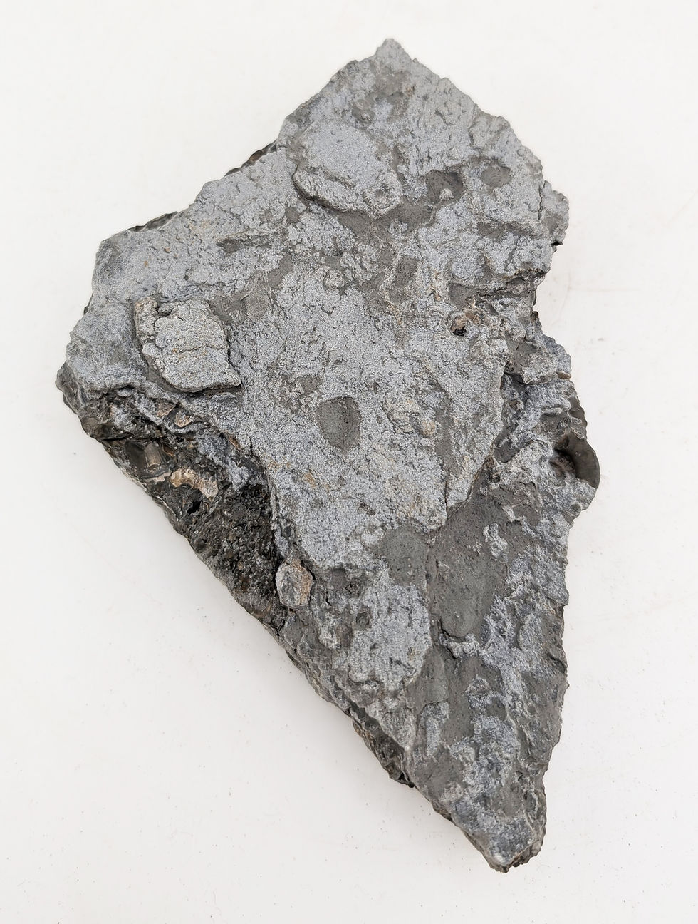 Thumbnail: 15 cm Multi ammonite bed with Promicroceras and others, from Charmouth
