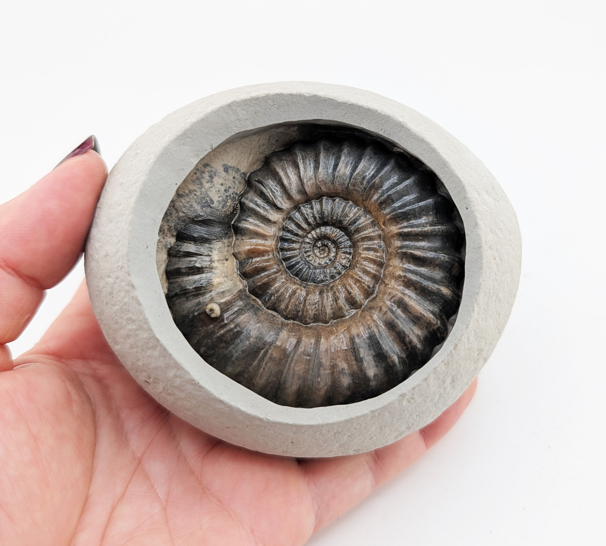 6 cm Androgynoceras lataecosta ammonite - Charmouth Beach, Jurassic coast