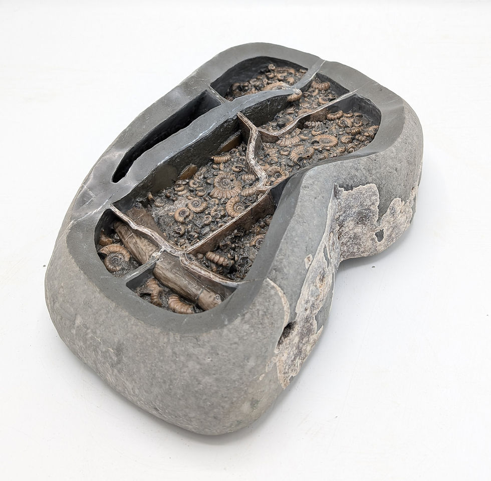 Thumbnail: 35 cm Septarian ammonite bed with Xipheroceras and others, from Charmouth