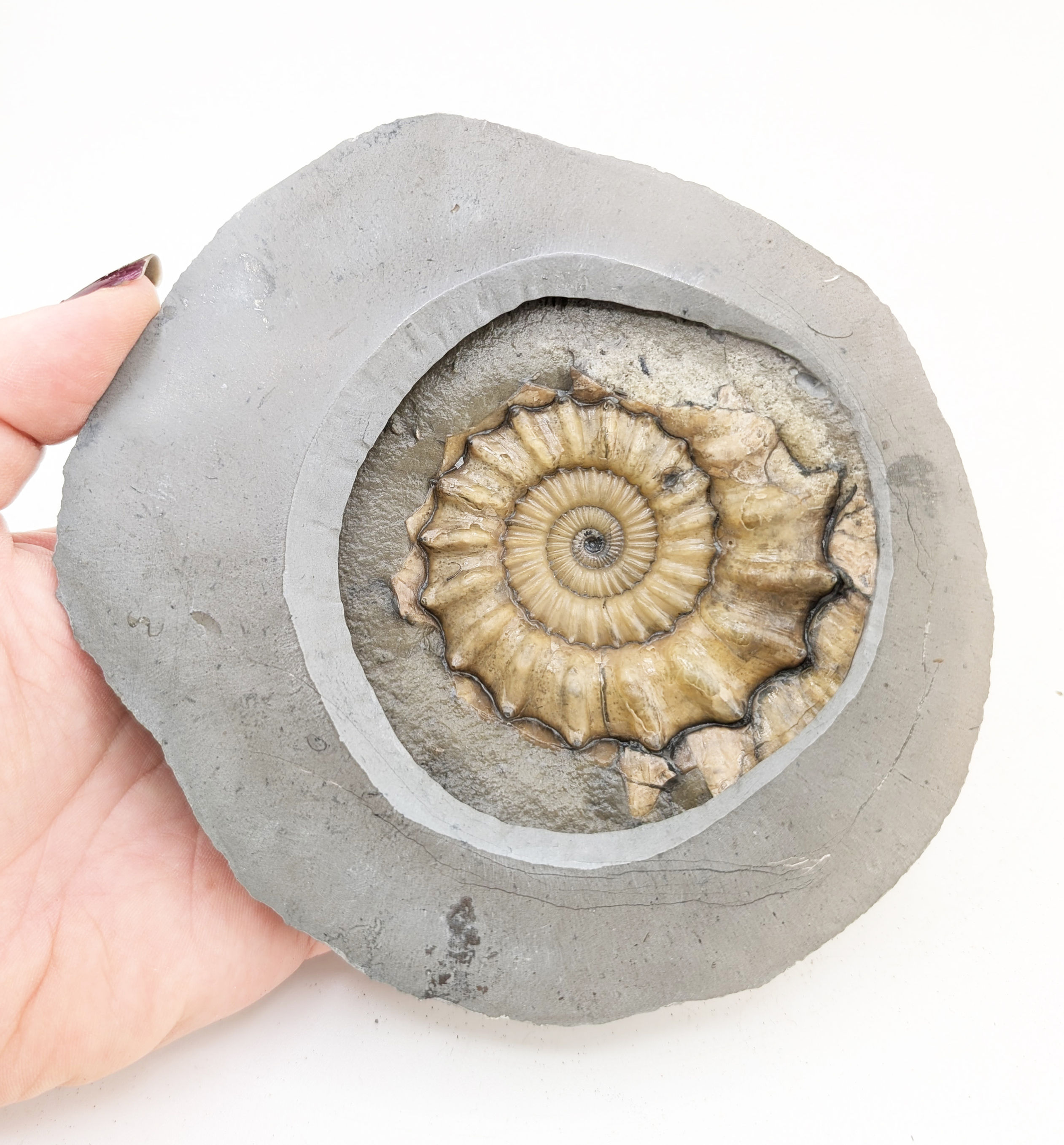 6 cm Oistoceras sp. ammonite - Charmouth Beach, Jurassic coast