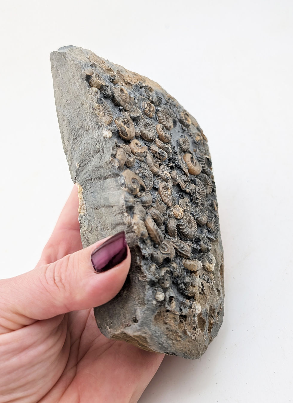 Thumbnail: 13 cm Multi ammonite bed with Caenisites and others, from Charmouth