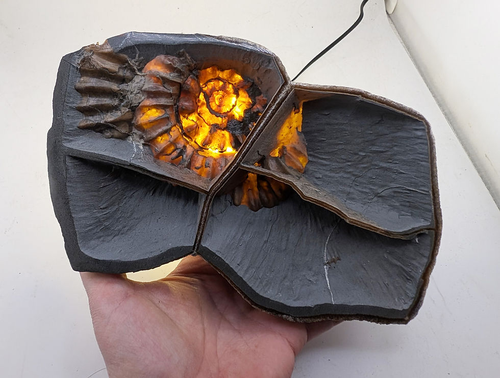 Thumbnail: 12 cm translucent Septarian Xipheroceras sp. Ammonite - Charmouth Beach
