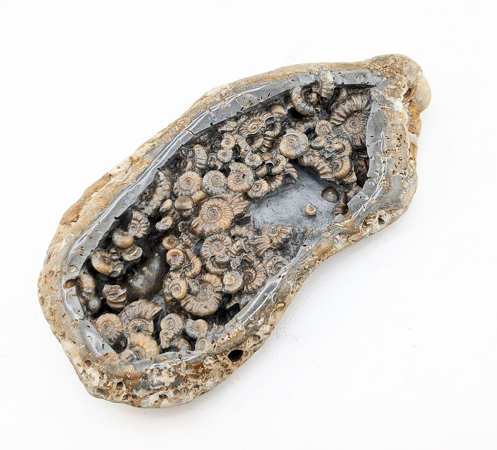Thumbnail: 19 cm Multi ammonite bed with Microderoceras and others, from Charmouth