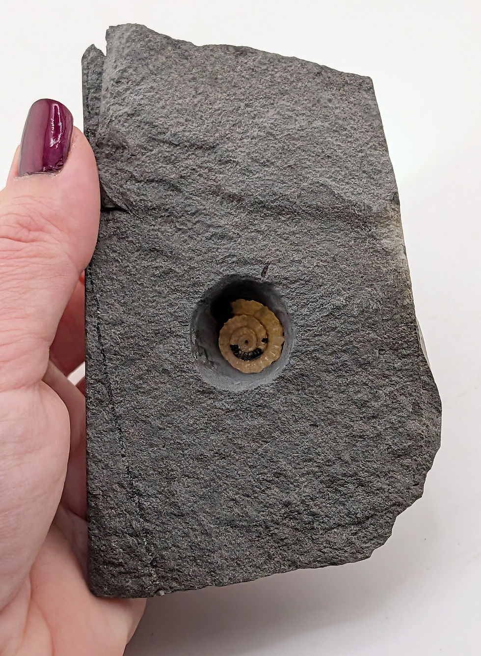 Thumbnail: 20 mm translucent Xipheroceras sp. ammonite - Charmouth Beach, Jurassic
