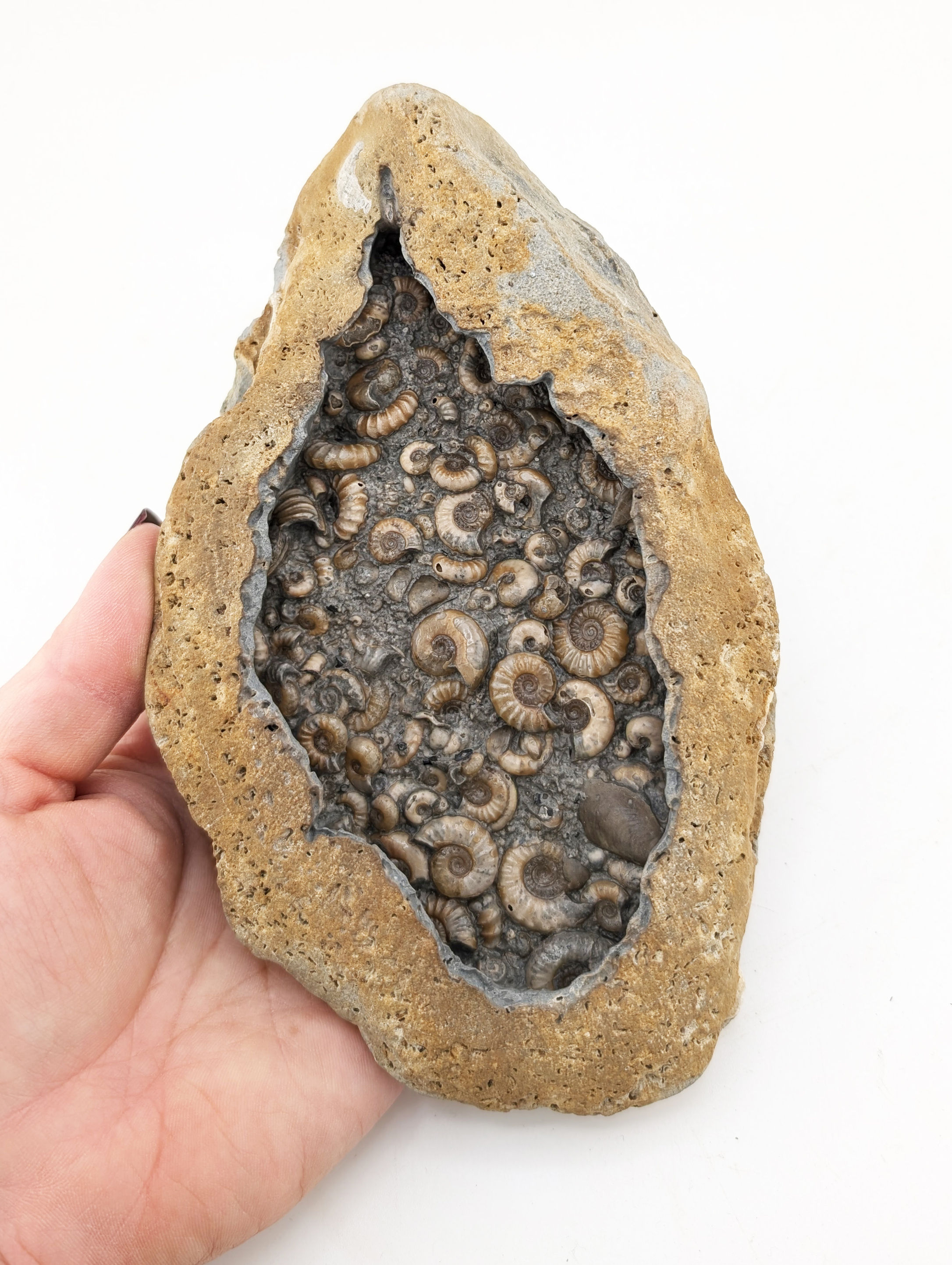 16 cm Multi ammonite bed with Microderoceras and others, from Charmouth beach