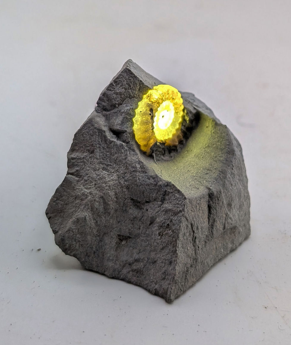 Thumbnail: 22 mm translucent Xipheroceras sp ammonite - Charmouth Beach, Jurassic coast