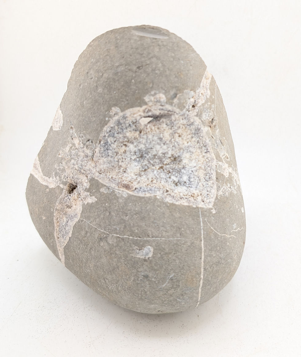 Thumbnail: 17 cm ammonite bed with Xipheroceras and others, from Charmouth