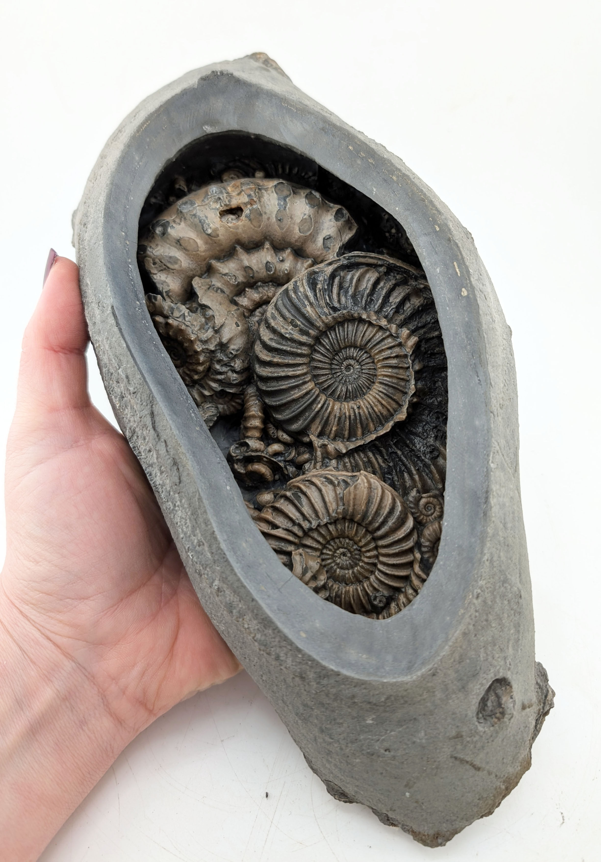 26 cm Multi ammonite bed with Caenisites and others, from Charmouth
