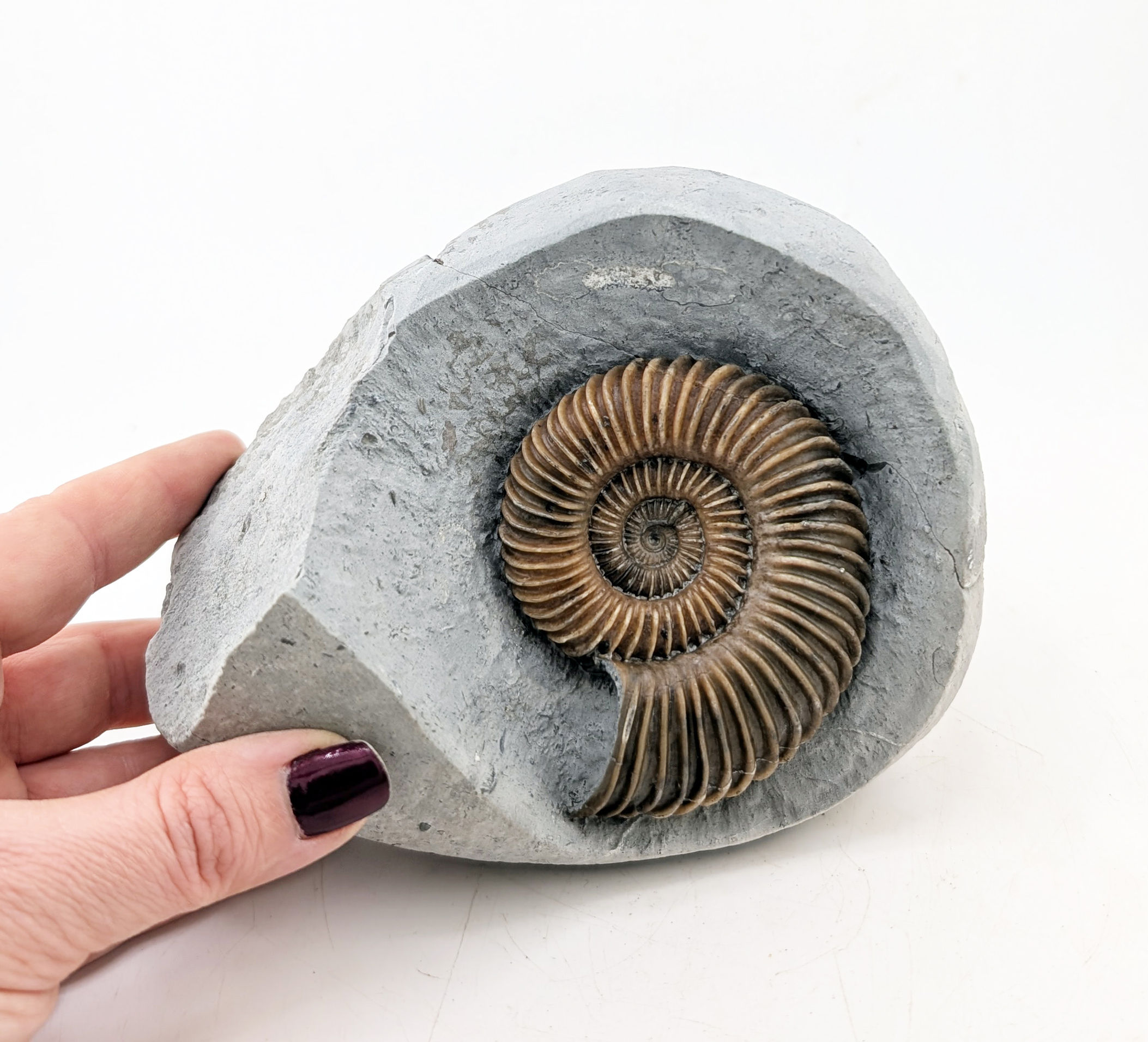 8 cm Schlothemia sp. ammonite - Monmouth beach, Lyme Regis