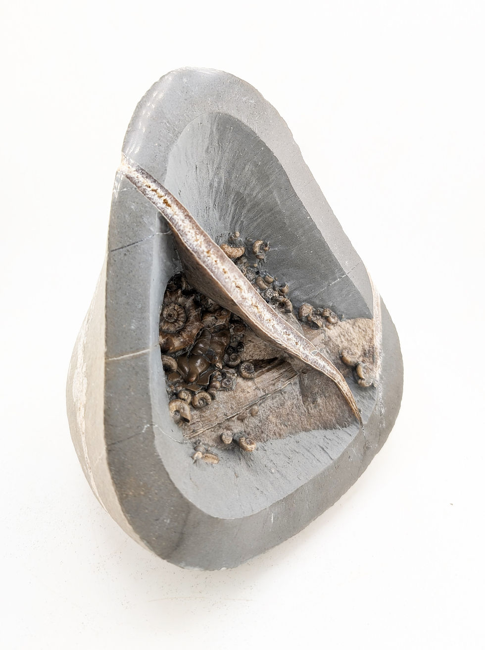 Thumbnail: 17 cm ammonite bed with Xipheroceras and others, from Charmouth
