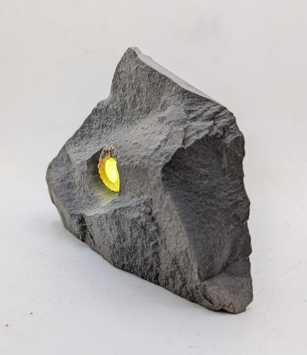 Thumbnail: 22 mm translucent Xipheroceras sp ammonite - Charmouth Beach, Jurassic coast