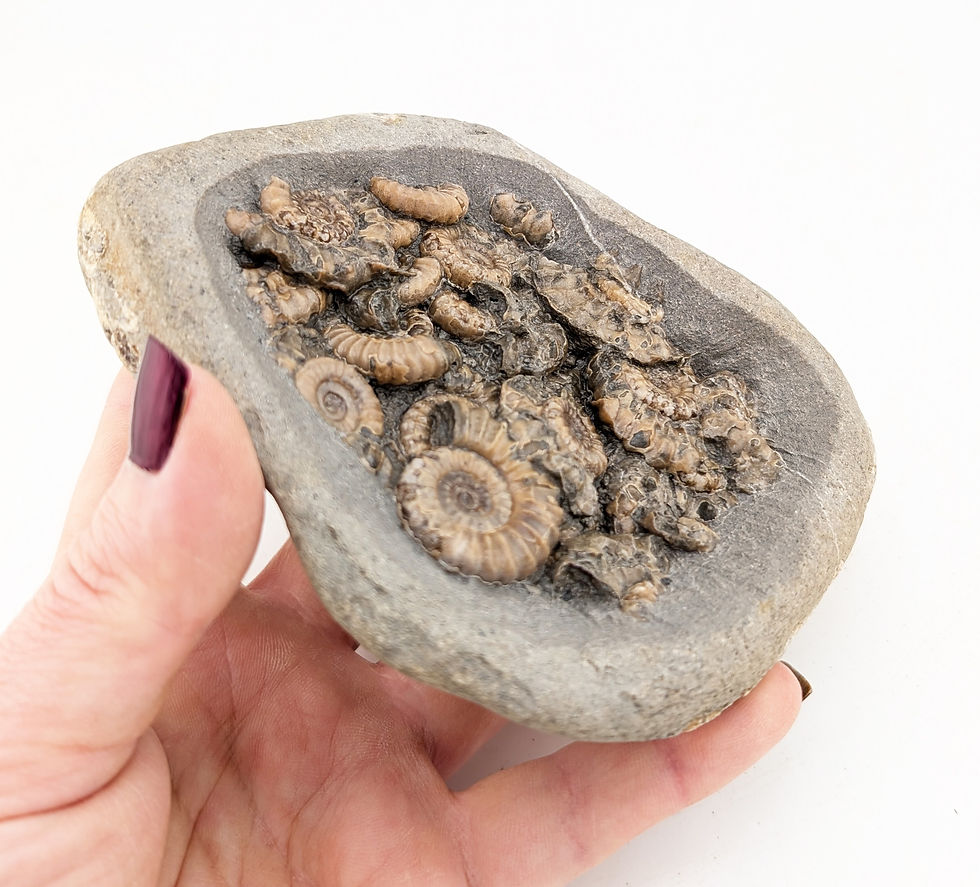 Thumbnail: 12 cm Multi ammonite bed with Xipheroceras, from Charmouth