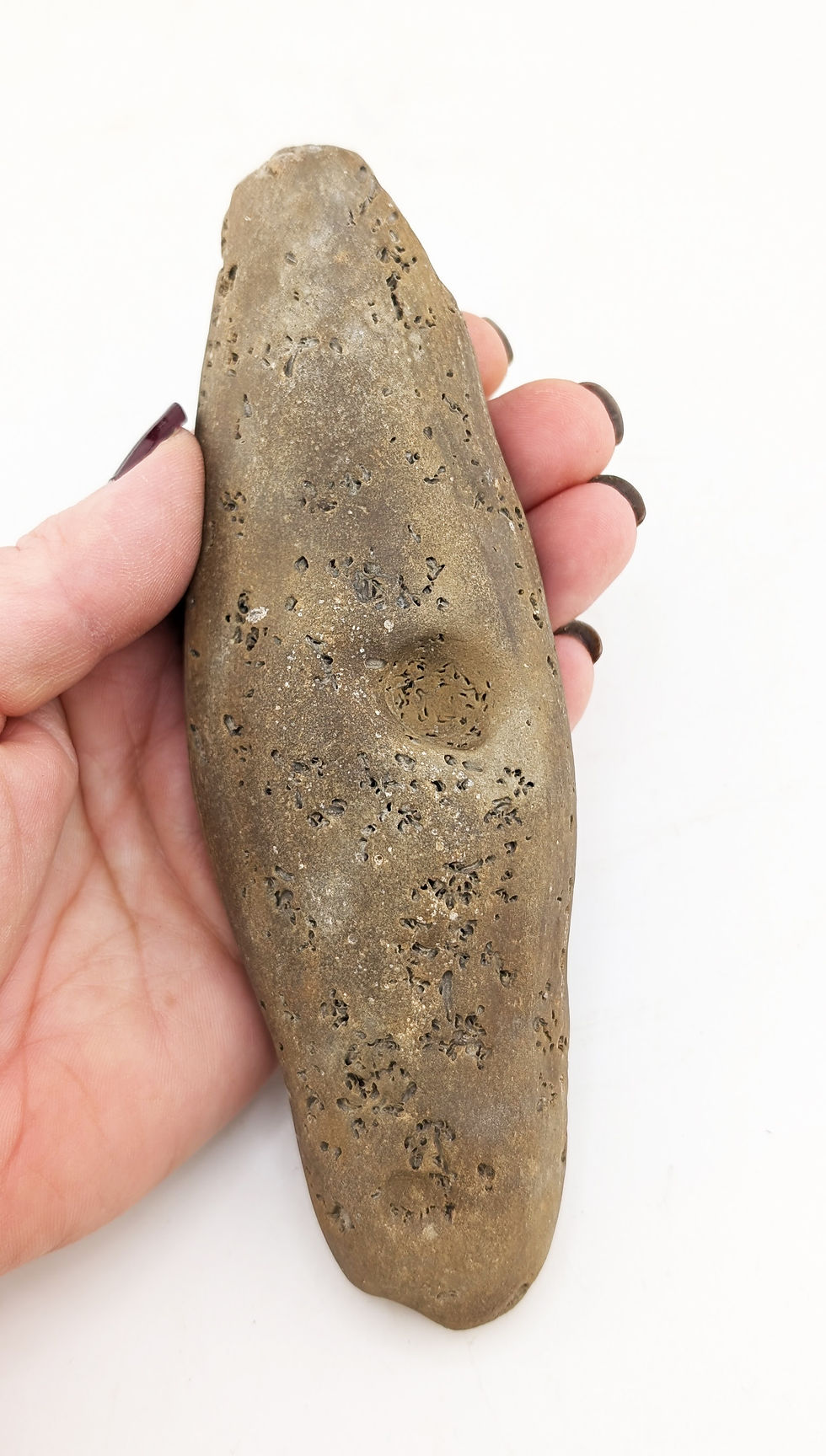 Thumbnail: 15 cm Multi ammonite bed with Caenisites and others, from Charmouth
