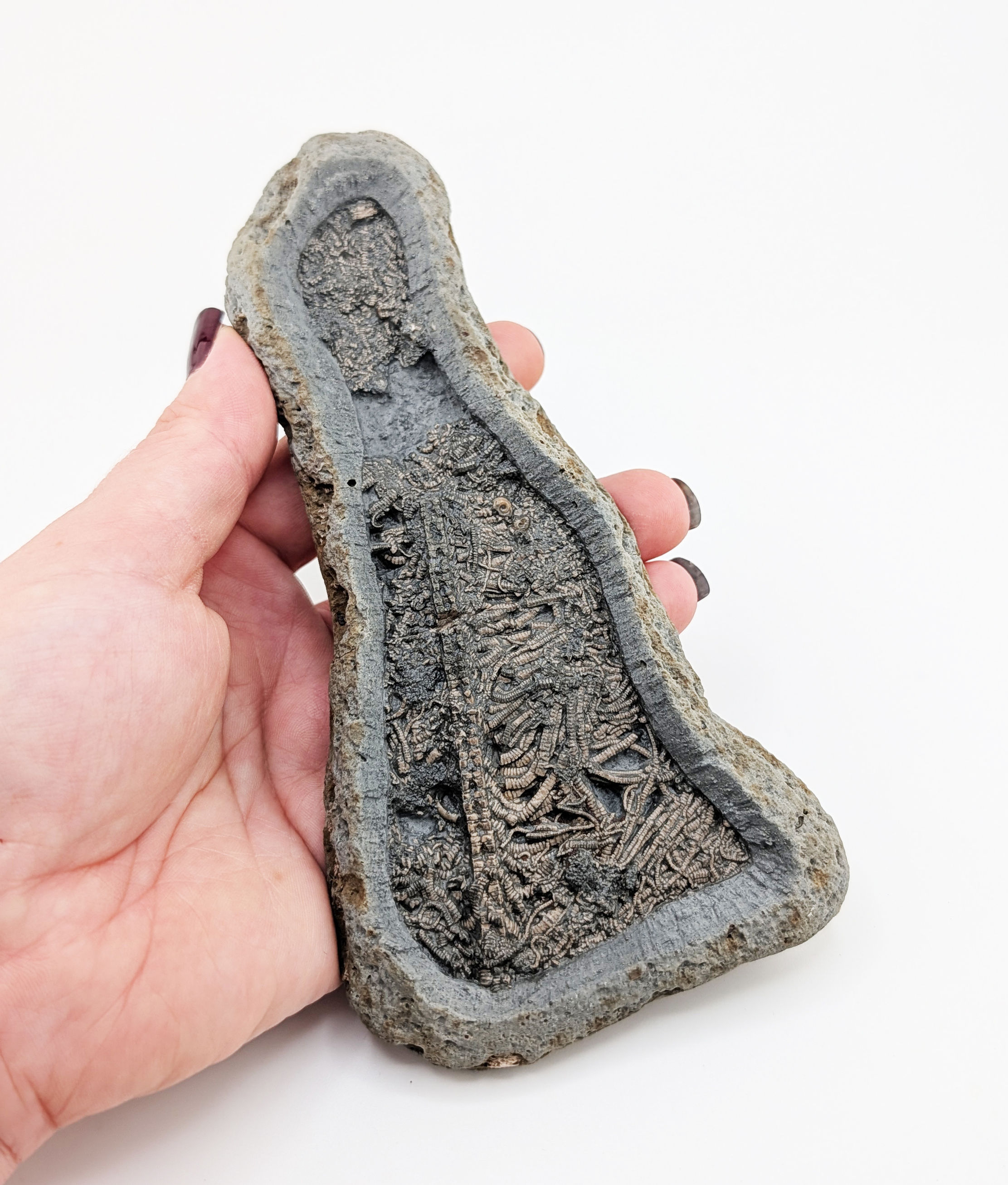15.5 cm Crinoid - Pentacrinites nodule, from Charmouth, Jurassic coast, UK