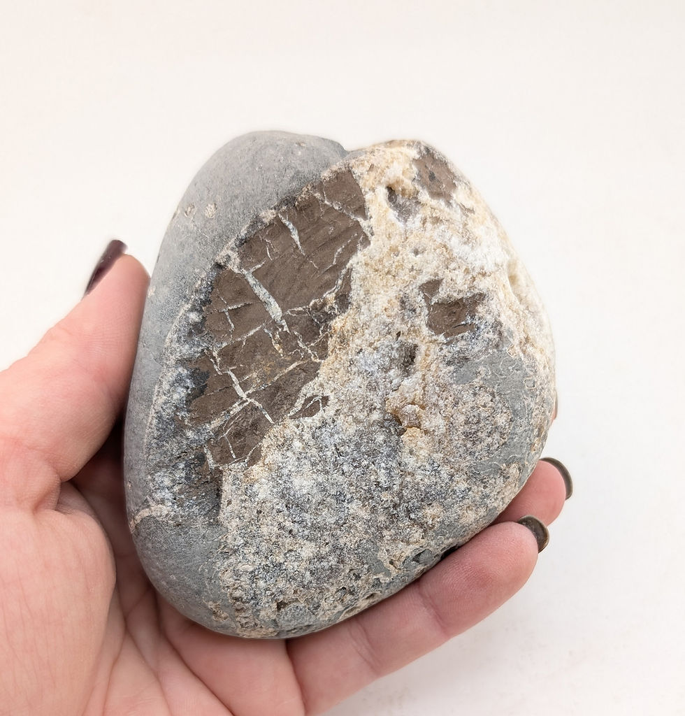 Thumbnail: 9 cm ammonite bed with Xipheroceras and others, from Charmouth, Jurassic coast