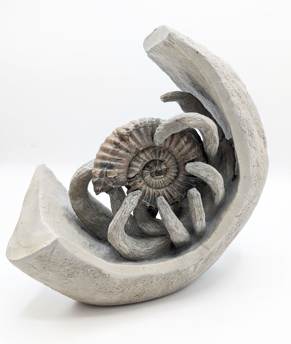 Thumbnail: 7.5 cm Androgynoceras Lataecosta ammonite - Charmouth Beach, Jurassic coast