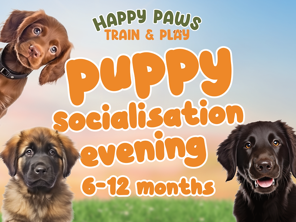 6 -12 Month Puppy Socialisation Evening