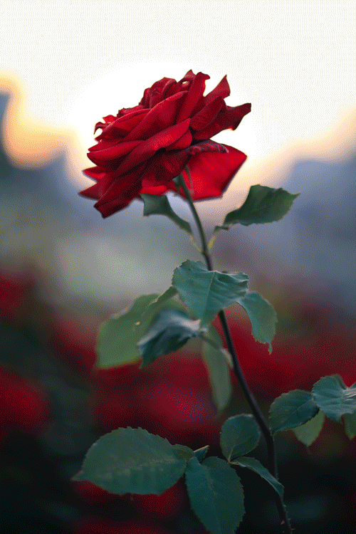 Rose-photoshop.gif