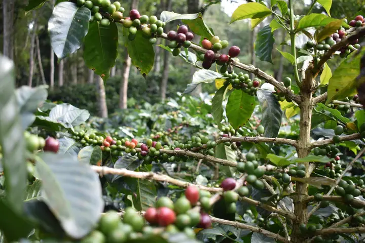 Thumbnail: Sumapaz | 250g.